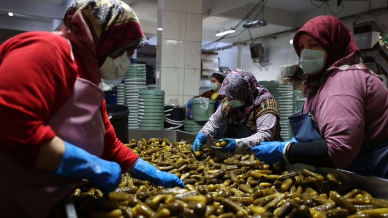 Gedelek turşusunun kış sofralarına yolculuğu başlıyor