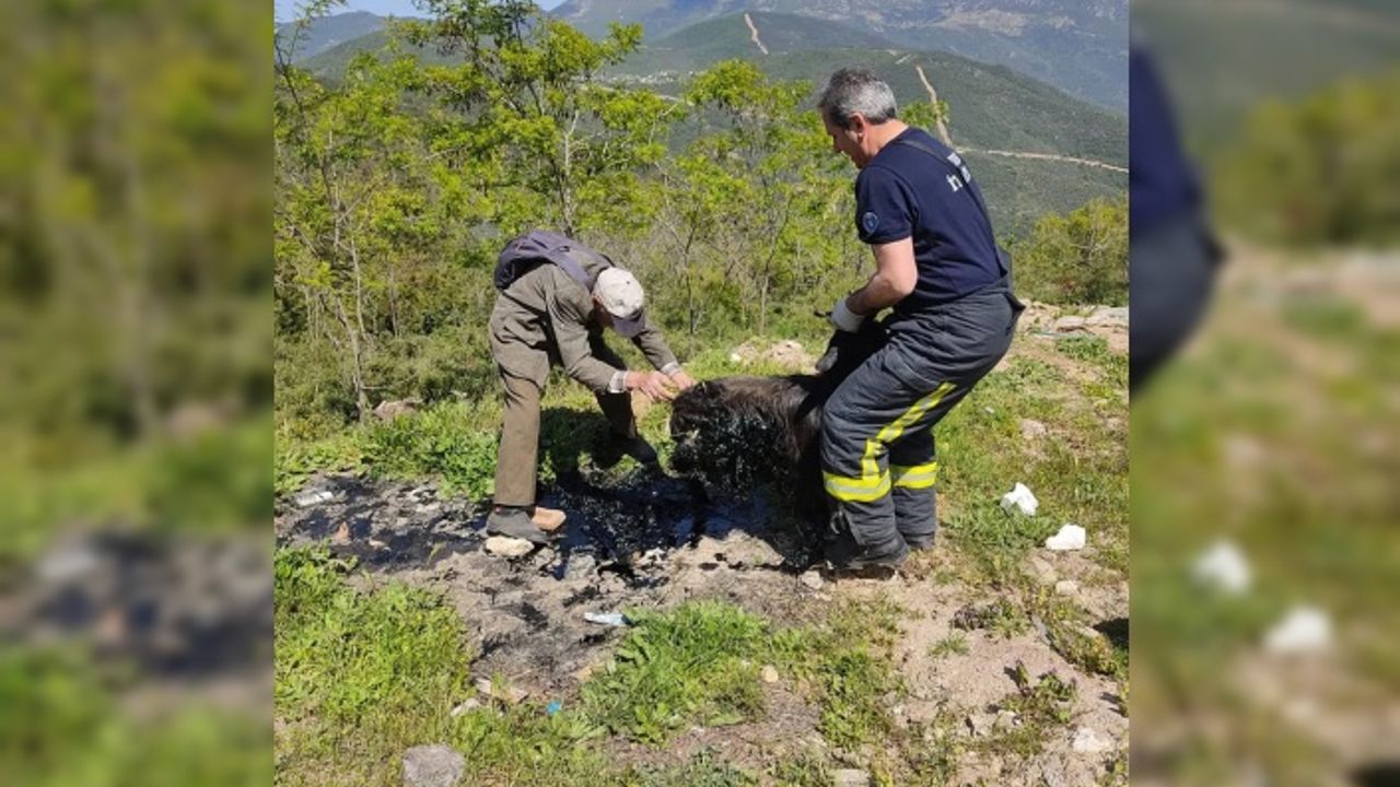 Zifte yapışan keçiyi itfaiye ekibi kurtardı