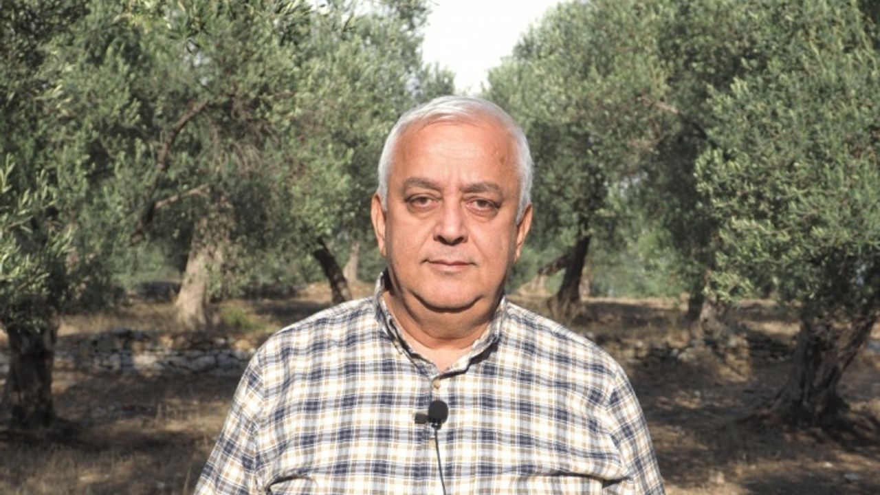 Yağışlar zeytin üreticisini sevindirdi