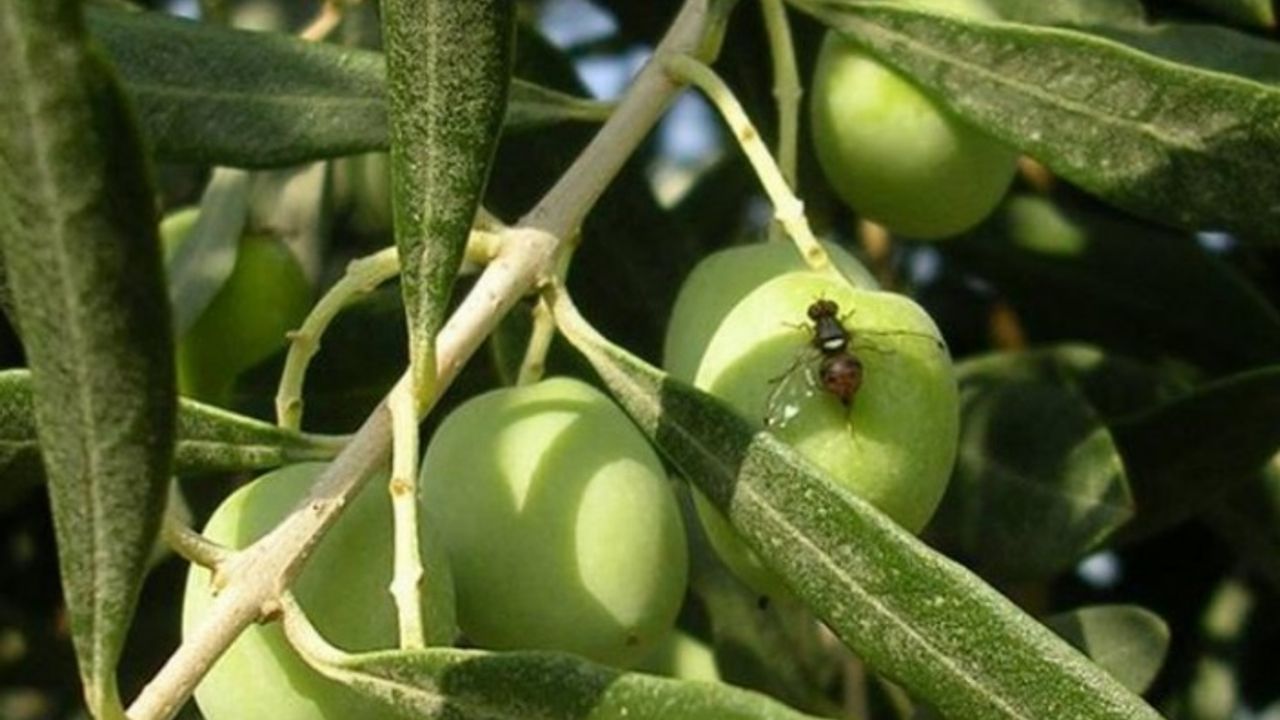 Bursa'da zeytin sineği ile 4. mücadele dönemi başladı