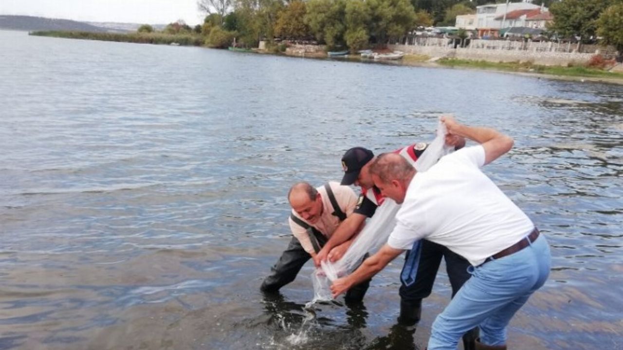 Bursa’da 4 milyona yakın sazan yavrusu göletlere bırakıldı
