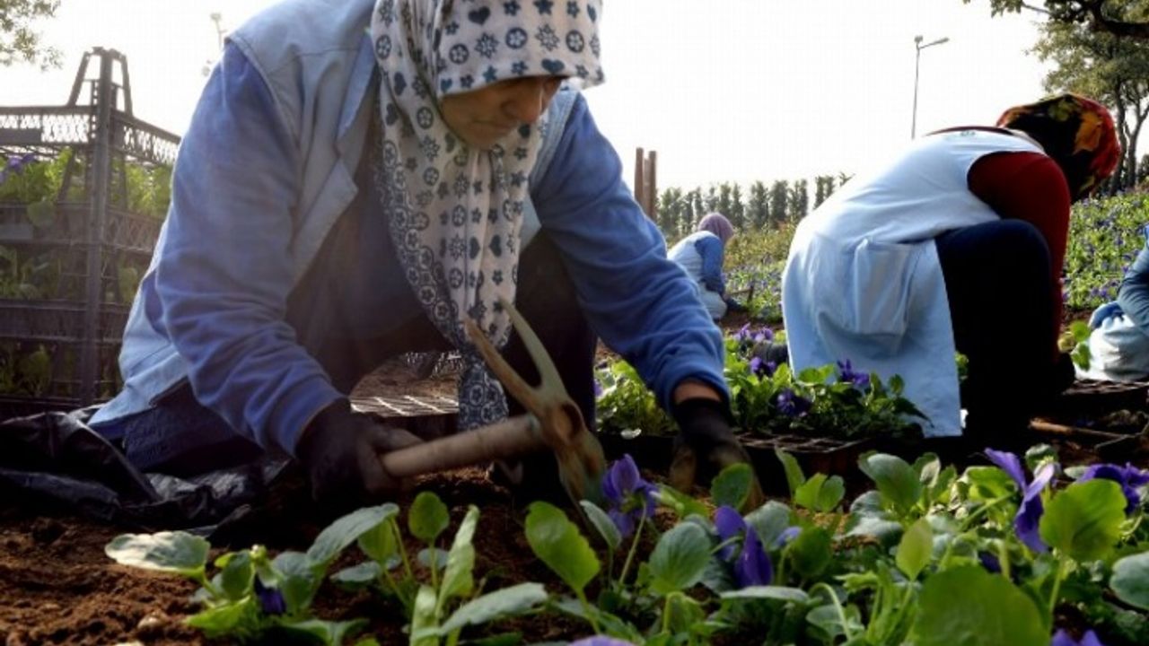 Bursa Osmangazi’de 400 bin çiçek toprakla buluşuyor