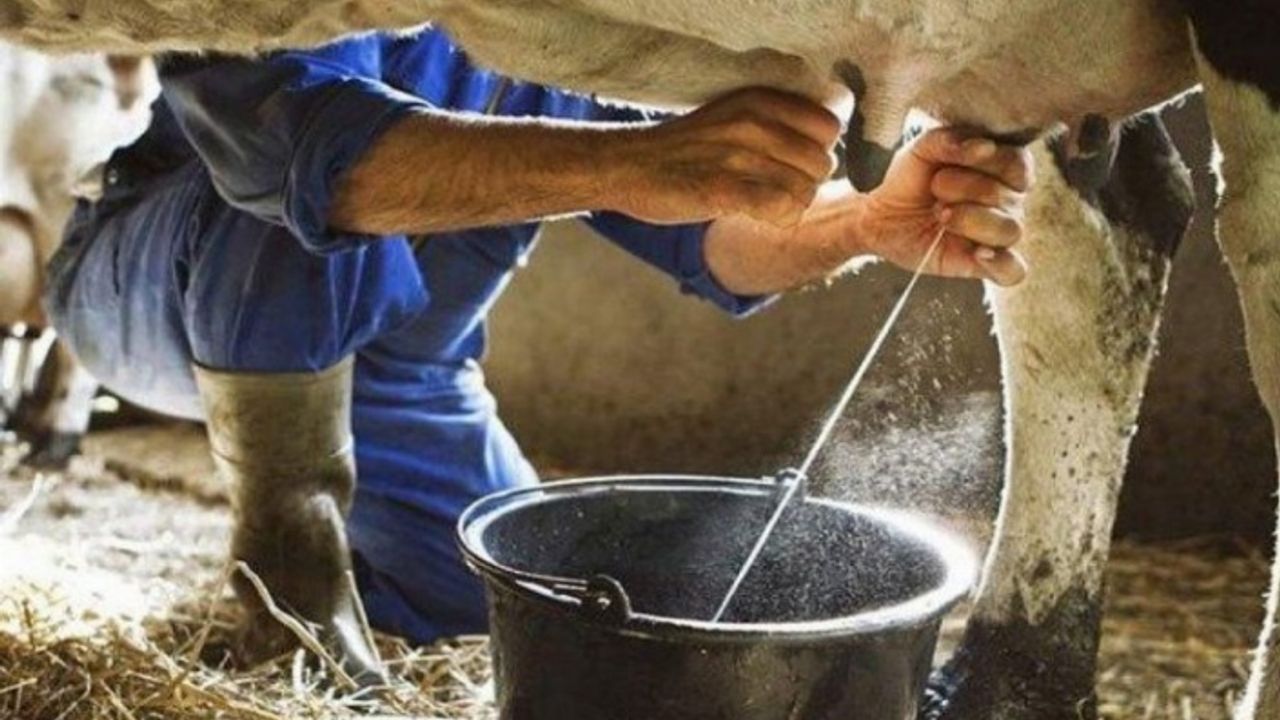 Ticari süt işletmelerince 786 bin 213 ton inek sütü toplandı