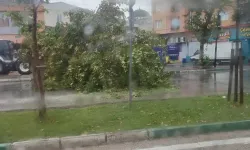 Şiddetli yağış ağacı devirdi
