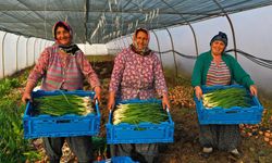 Kocaeli Büyükşehir Belediyesi’nden tarıma tam destek