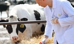 Tarımsal girdide veteriner harcamaları ve tohum önde