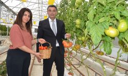 Darıca’da topraksız tarım metodu uygulanabilirliğini kanıtladı