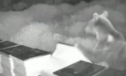 Arı kovanlarına ayı saldırısı! Kovanları parçaladı, balları yedi!