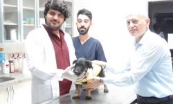 Ziftten kurtarılan Zift, Rehabilitasyon Merkezi’nin maskotu oldu