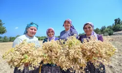 Atalık tohumlar geleceğe taşınıyor