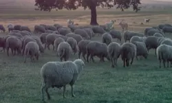 Küçükbaş ve sürü sağlığı ödemeleri artıyor!