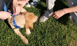 'Pati İzi' sokak hayvanlarına umut oluyor