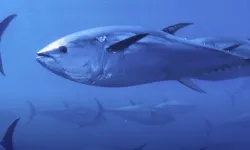 Mavi yüzgeçli orkinos kotası yüzde 20 arttı!