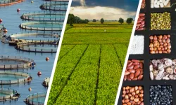 255 milyon lira çiftçilerin hesabında