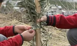 Geleceğe yeşil miras... Okul bahçeleri zeytin bahçelerine dönüşüyor