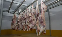 Kocaeli Mezbahası'nda hijyenik ve helal kesim