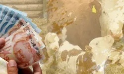 Çiftçilere 10,7 milyar TL tarımsal destek ödemesi yapılacak