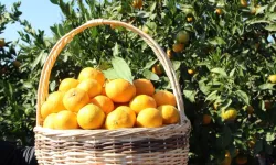 Tarım ürünleri üretici fiyatları yıllık yüzde 40,1 arttı... Aylıkta en yüksek artış turunçgillerde