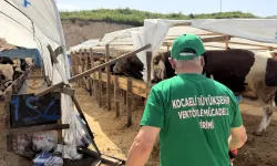 Kocaeli'de 4 ilçede kurban pazarları ilaçlanıyor