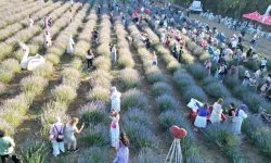 İzmit'te Lavanta Şenliği coşkusu
