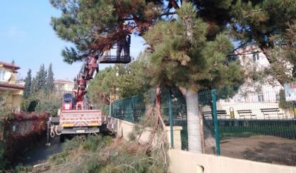 Dilovası'nda ağaçlara bakım