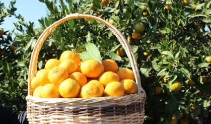 Tarım ürünleri üretici fiyatları yıllık yüzde 40,1 arttı... Aylıkta en yüksek artış turunçgillerde