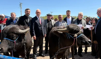 Kocaeli'de damızlık mandalar üreticilere teslim edildi