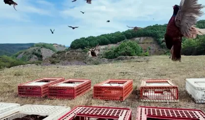 Doğal mücadelede yeni hamle... 51 bin keklik ve sülün doğaya salınacak