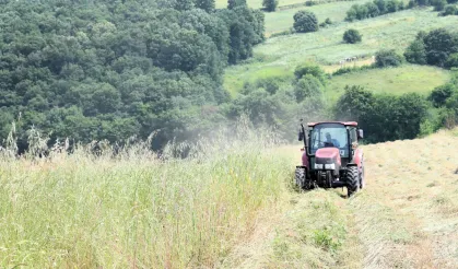 Kocaeli'de 'süt otu' hasadı başladı