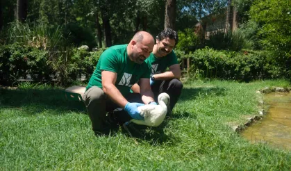 Kocaeli Ormanya'da 4 yavru leylek koruma altında