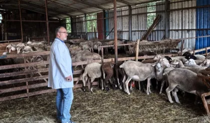 Kocaeli'nde hayvancılığa bütüncül destek