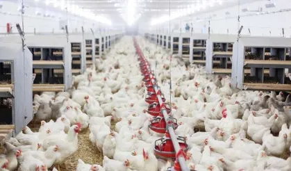Tavuk eti üretimi 202 bin ton oldu, yumurta üretimi arttı