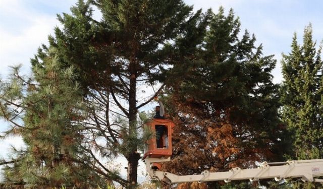 İzmit'te tehlikeli ağaca belediye müdahalesi