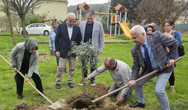 Gölcük'te orman haftasında zeytin ağaçları toprakla buluştu
