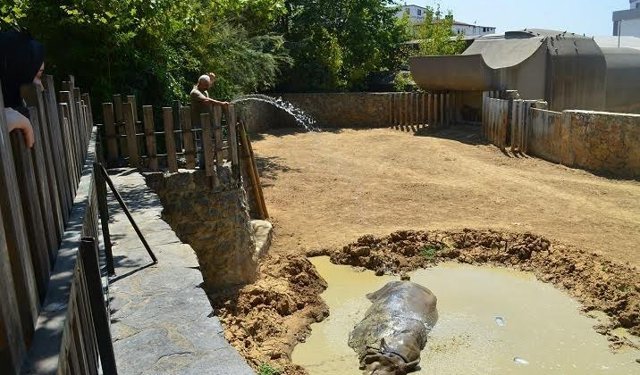 Sıcaktan bunalan hayvanlar böyle serinliyor