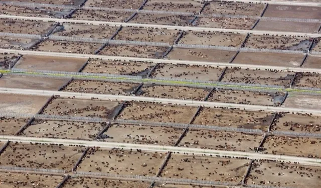 Endüstriyel hayvancılık küresel iklim hedeflerini tehdit ediyor