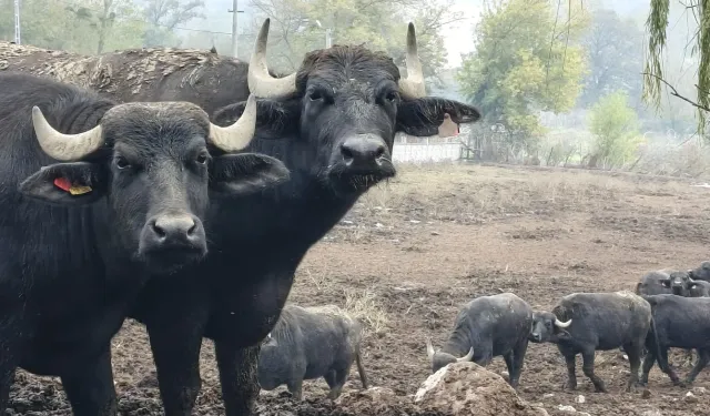 Kocaeli'de manda desteğiyle verim arttı
