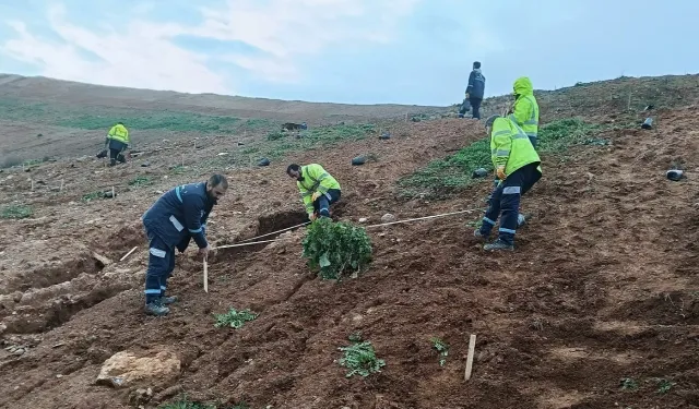 Gebze'de Büyükşehir'le yeşile dokunuş