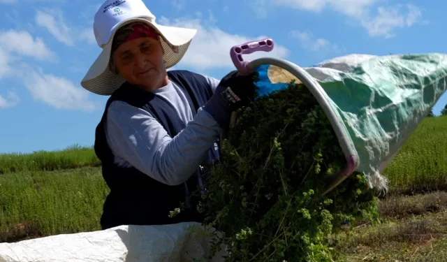 Kocaeli'de TABİP projesiyle kekik hasadı başladı