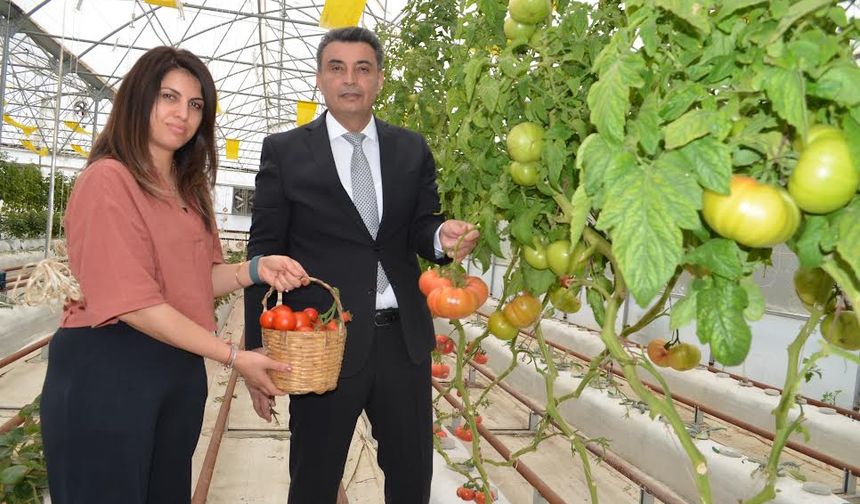 Darıca’da topraksız tarım metodu uygulanabilirliğini kanıtladı