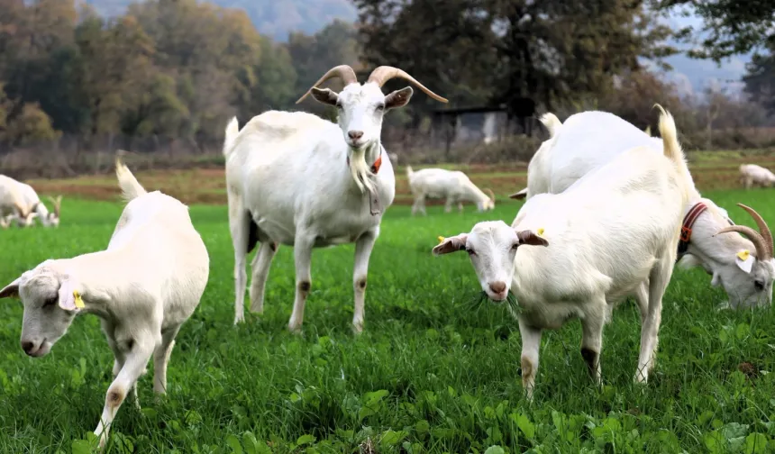 Kocaeli'de süt otu desteği meraları yeşertti