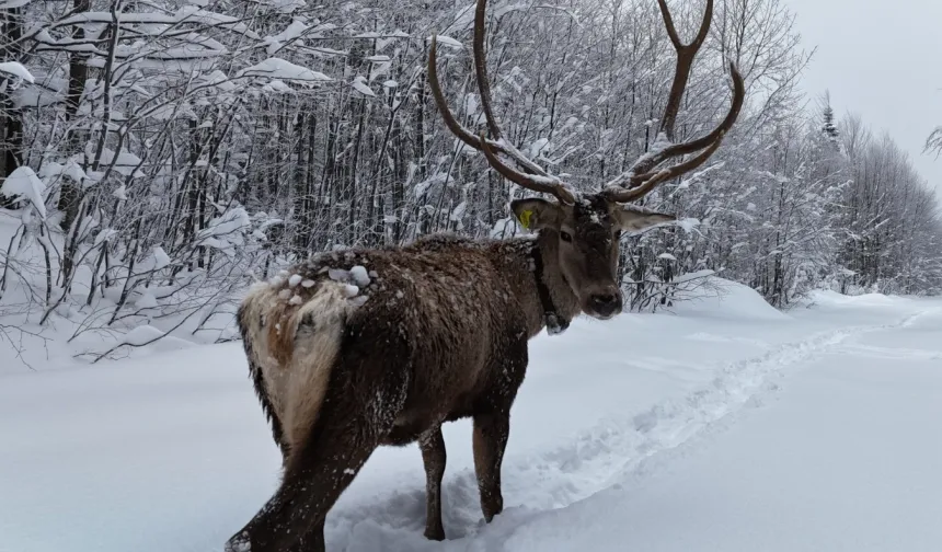 Ormanya'da tetiştirilen kızıl geyikler Kuzuyayla'nın müdavimi oldu