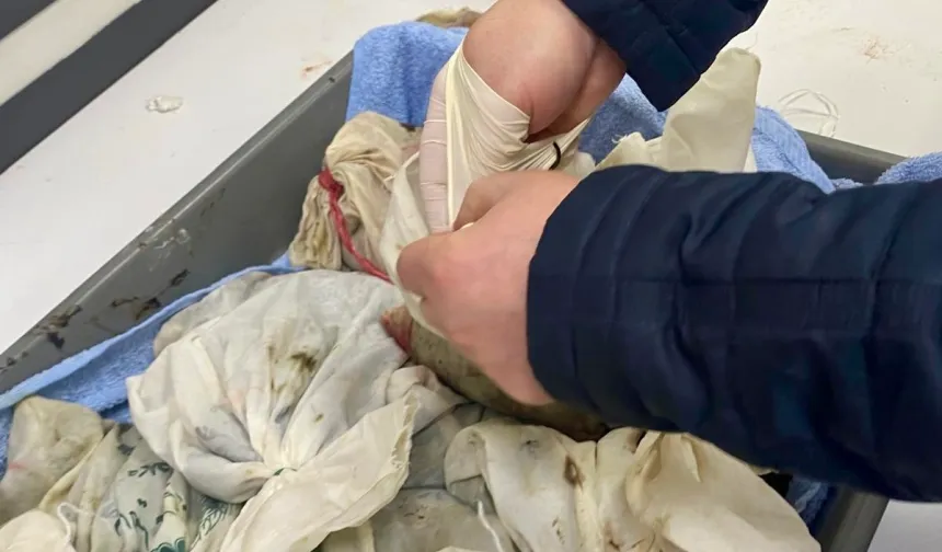 İstanbul Havalimanı'nda kaçak sülük operasyonu... 90 bin canlı tıbbi sülük ele geçirildi