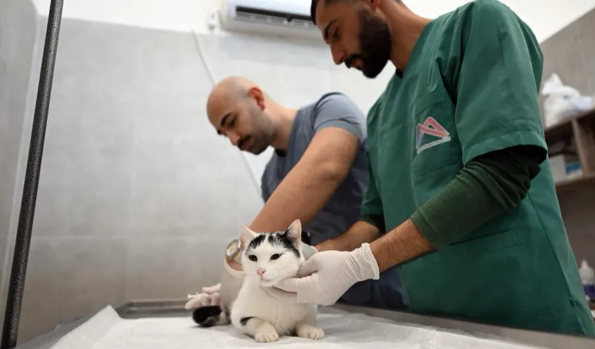 Kediler bu merkezde kısırlaştırılacak