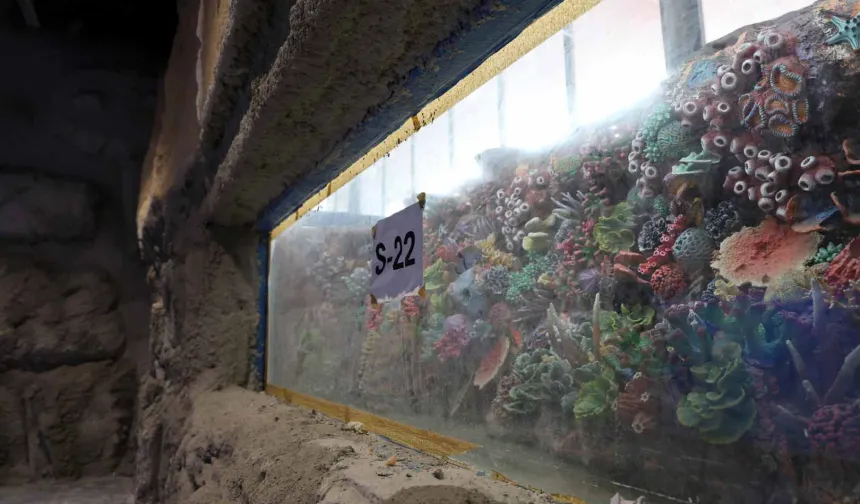 Kocaeli 'akvaryum' için geri sayım başladı... 30 farklı akvaryum eşsiz gezi yaşatacak