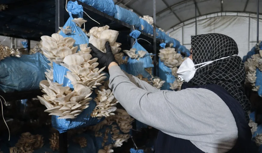İzmit'te istiridye mantarı üretimiyle vatandaşa destek oluyor