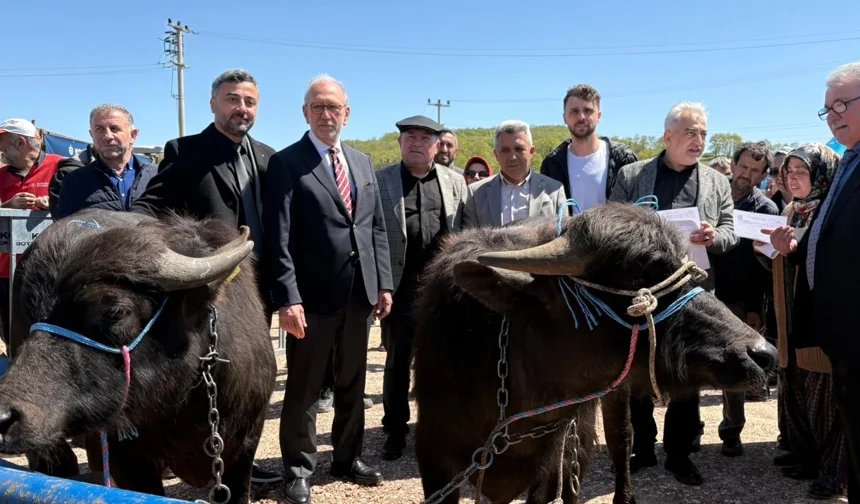 Kocaeli'de damızlık mandalar üreticilere teslim edildi