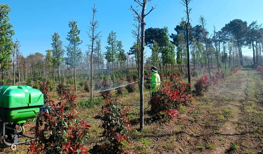 Kocaeli'de fidanlara koruyucu müdahale